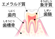 健康な歯肉